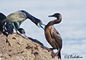 Phalacrocorax penicillatus